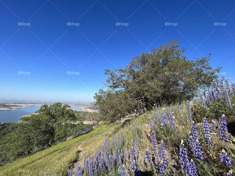 Lake Millerton 