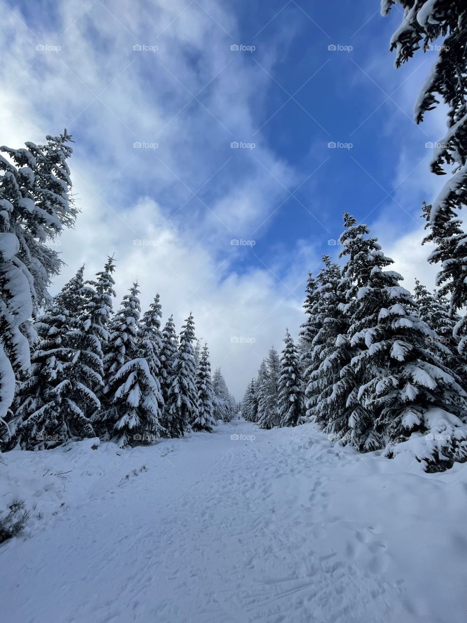 Snowy forest 
