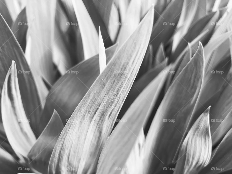 Natural black and white background made of tropical plant 