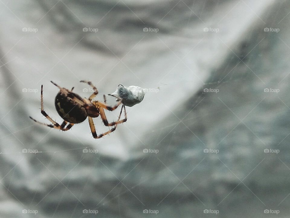 spider taking away it's pray.