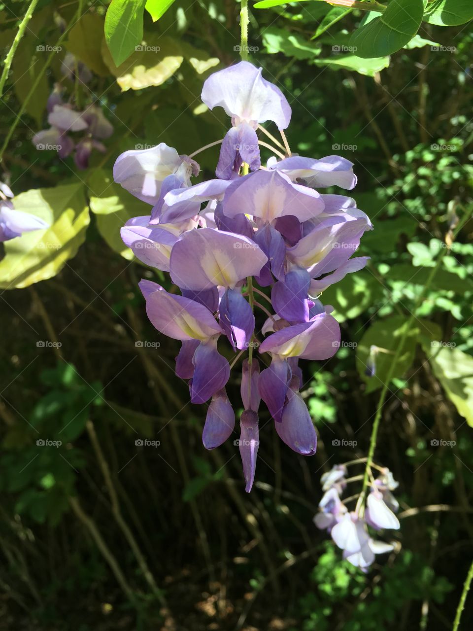 Wisteria