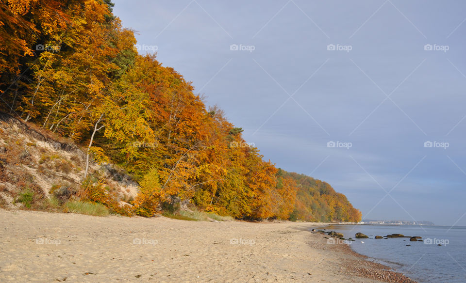 Autumn trees at the coastline of beach