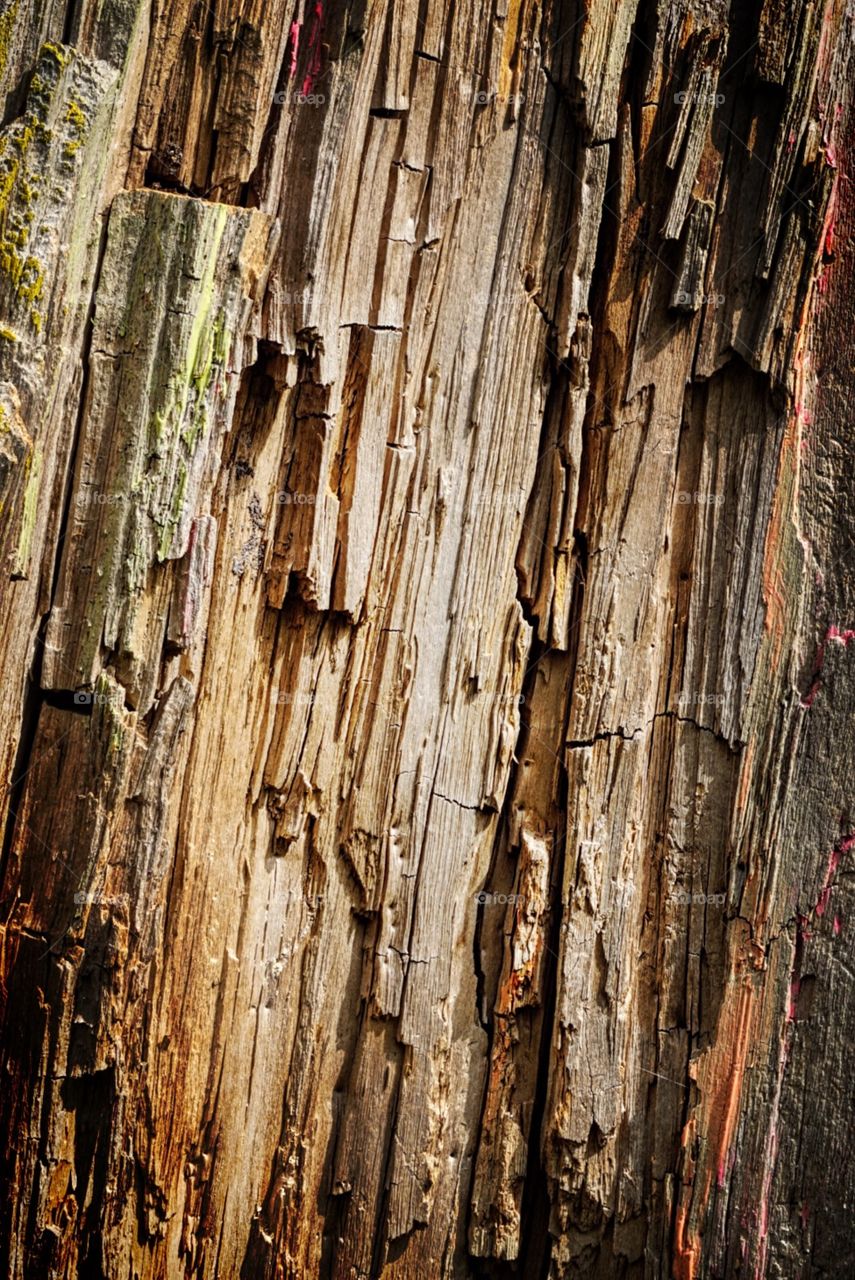 Close up of  chopped tree trunk 
