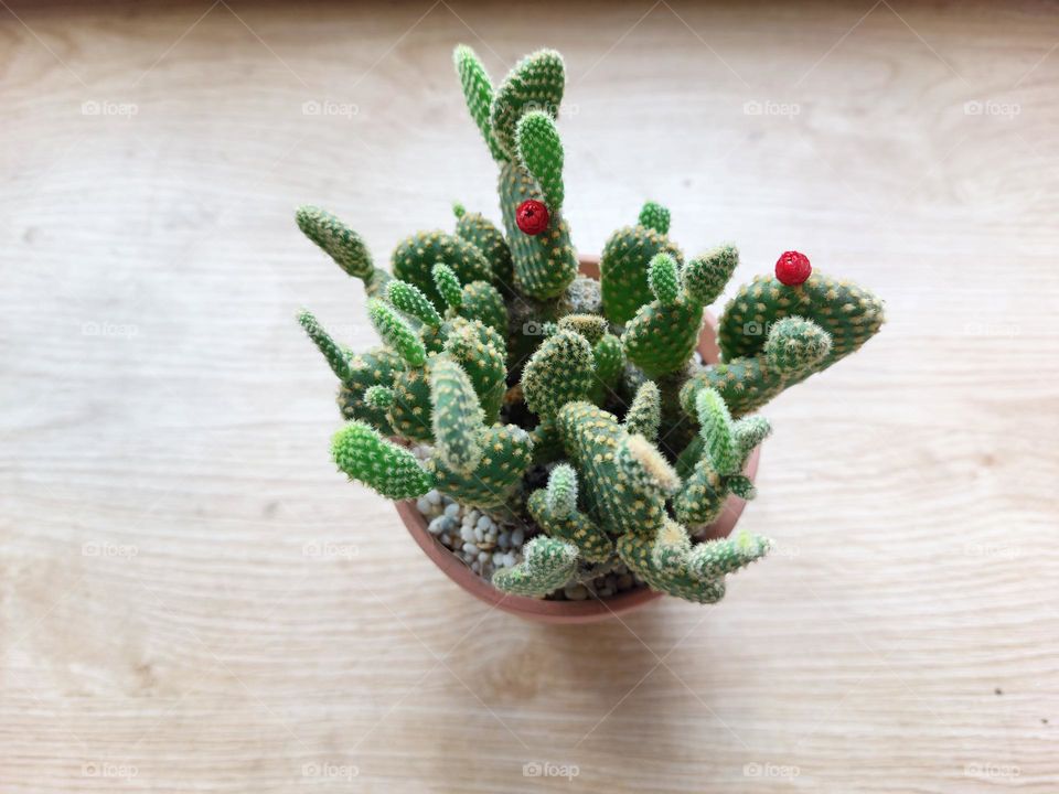 Bunny ears Cactus with red flowers