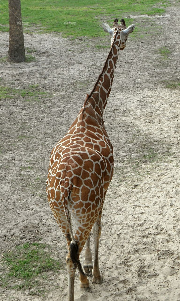 a giraffe from behind walking away