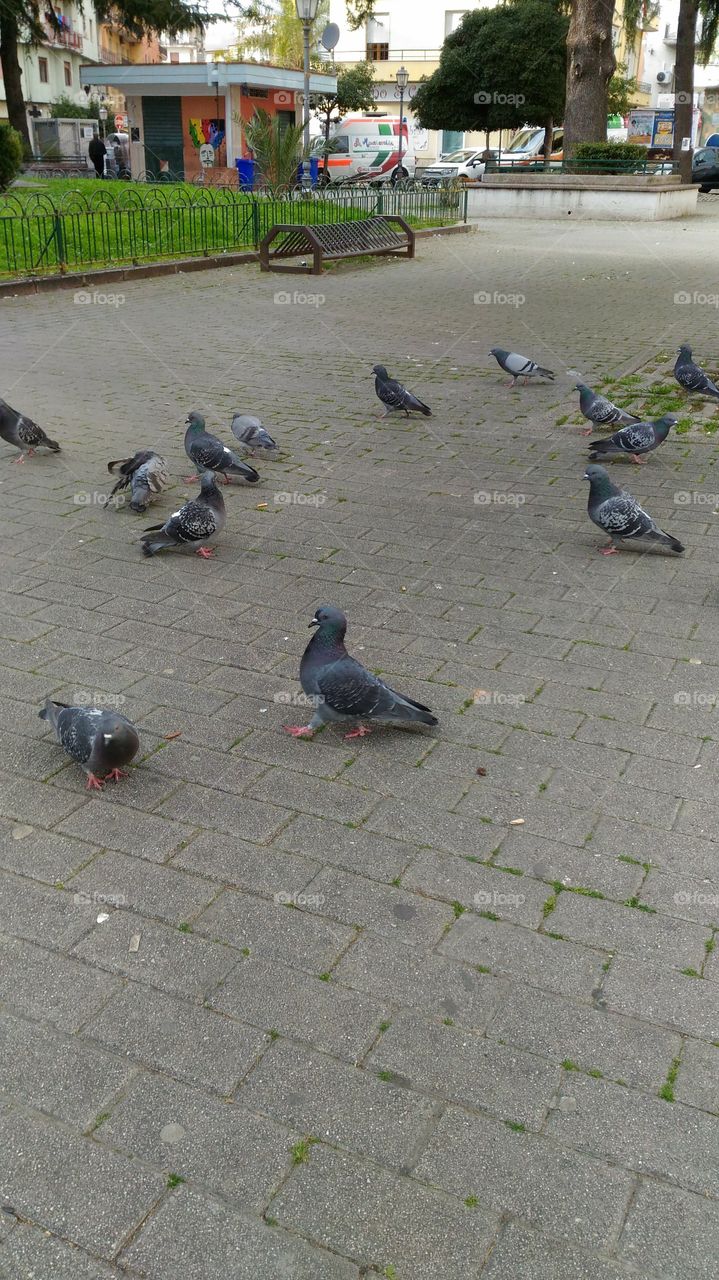 Bird, street, city, park