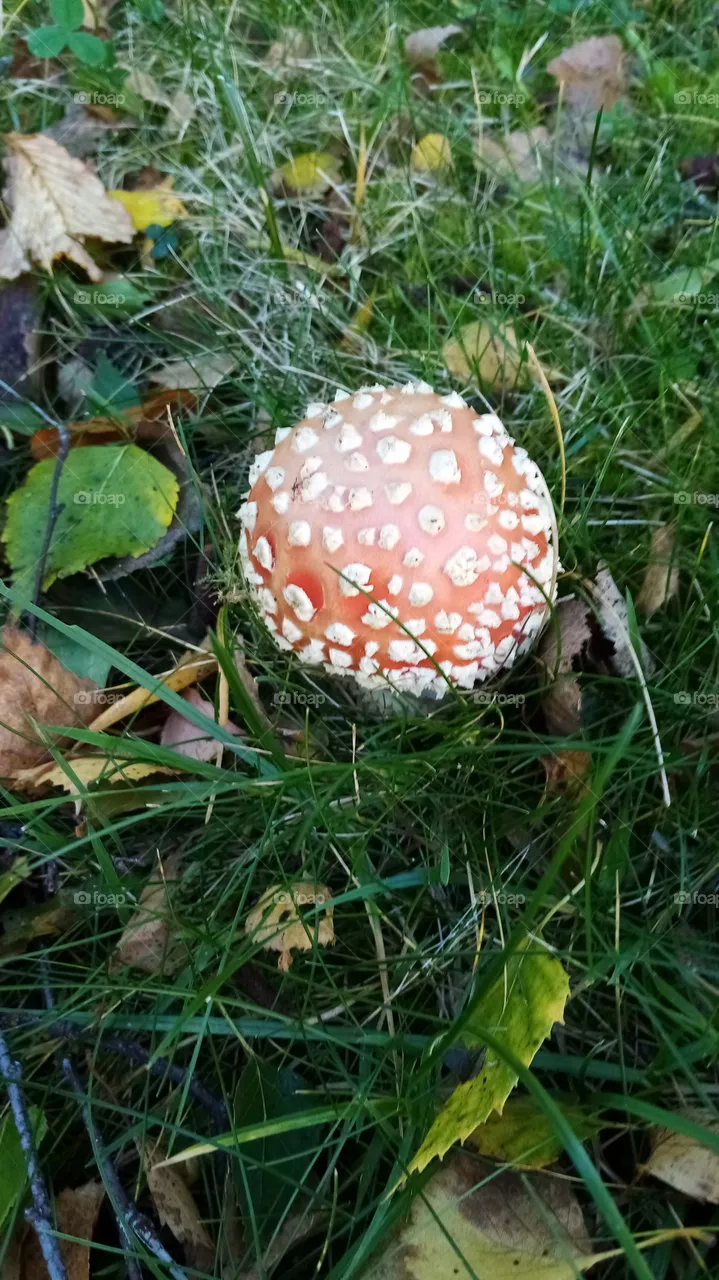 Pilze