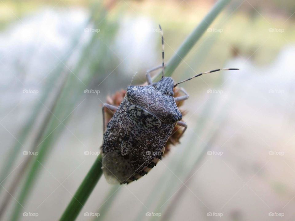 Bug in grass