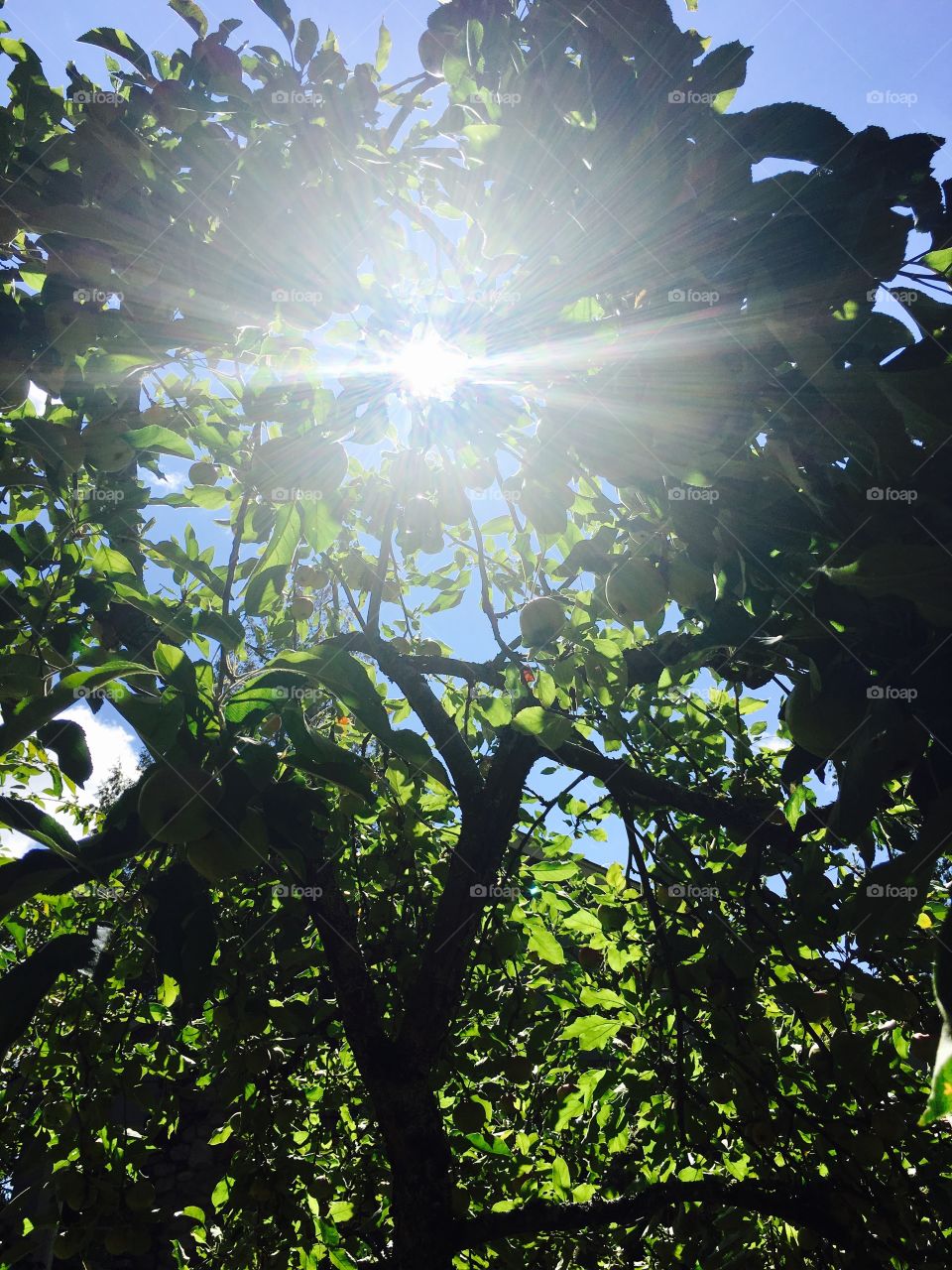 Sun shining through the Apple tree