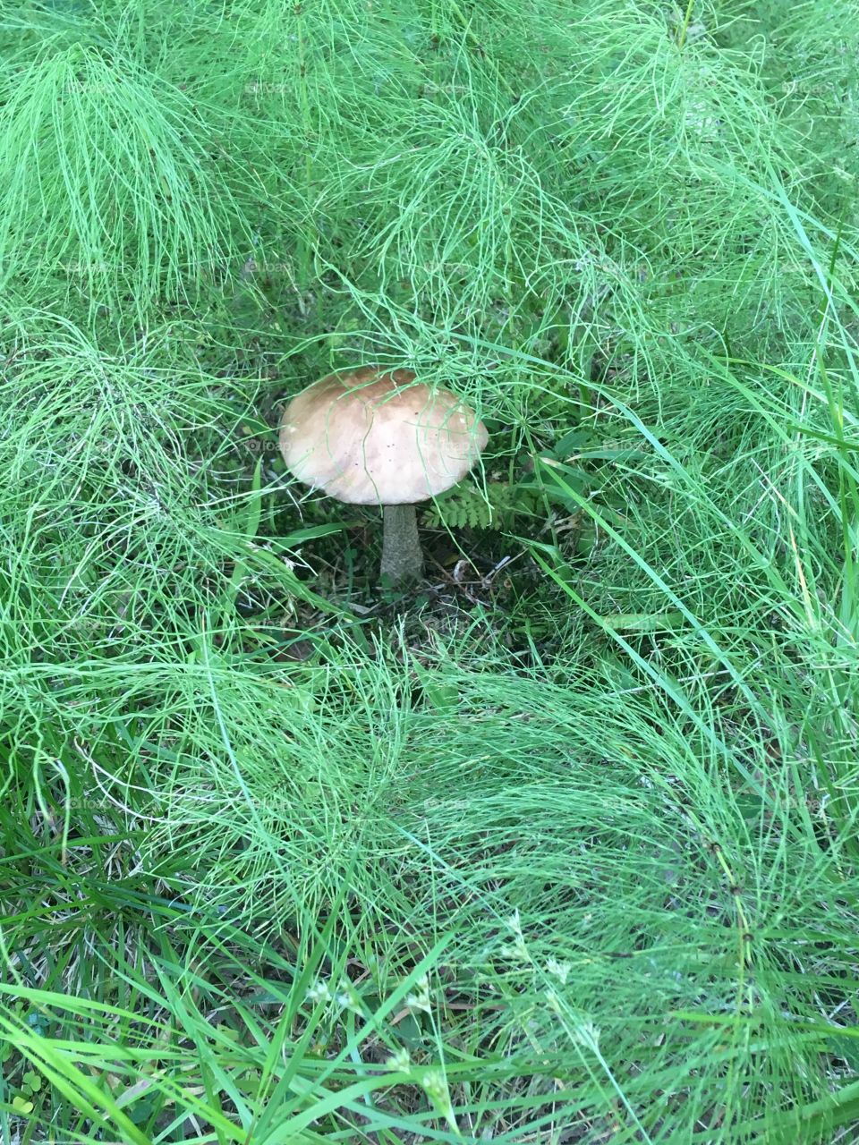 he alone decided to show himself