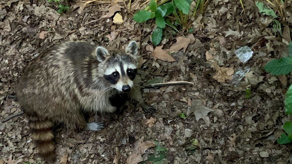 Raccoon looking up started to walk away. Surrounded by old falling dried leaves. 