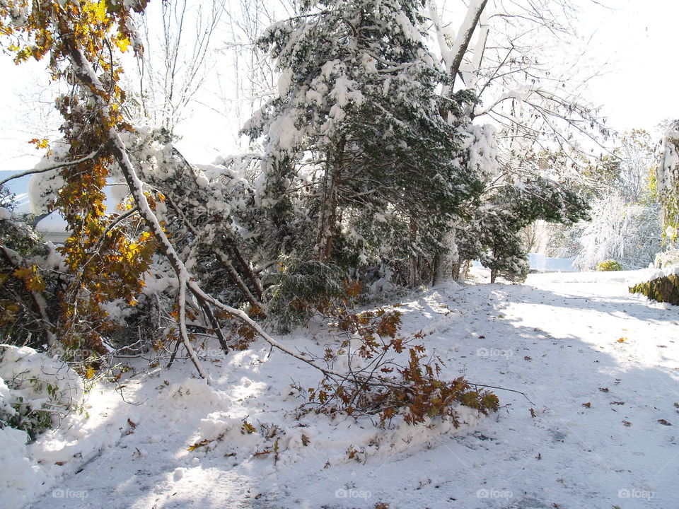 Snow on trees