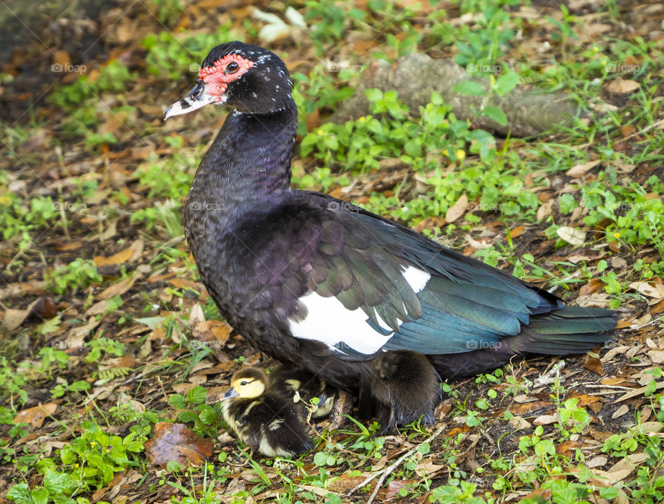 Muscovy Duck with Baby