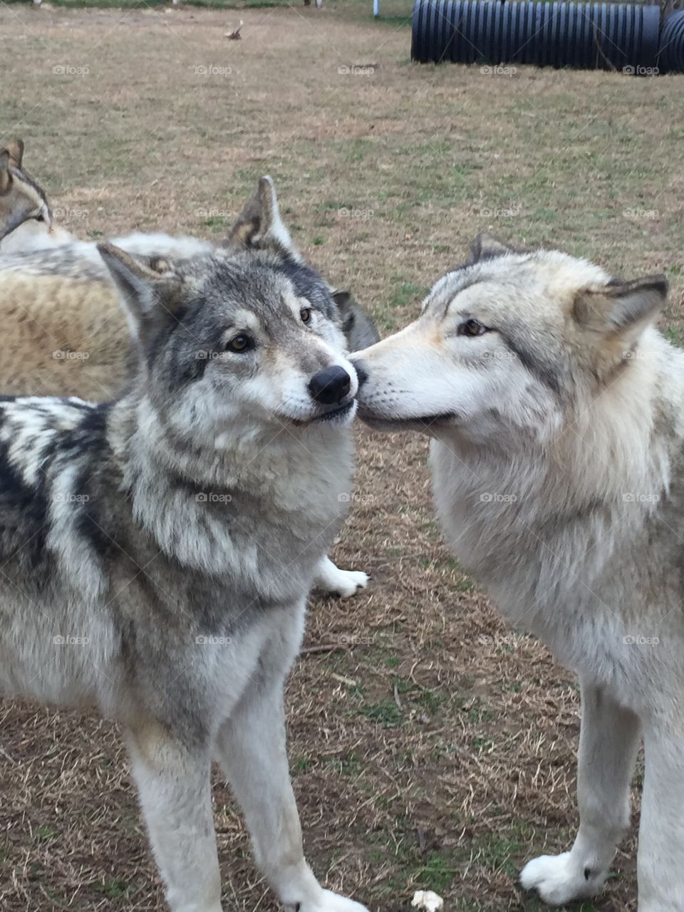 Wolf kisses are the best