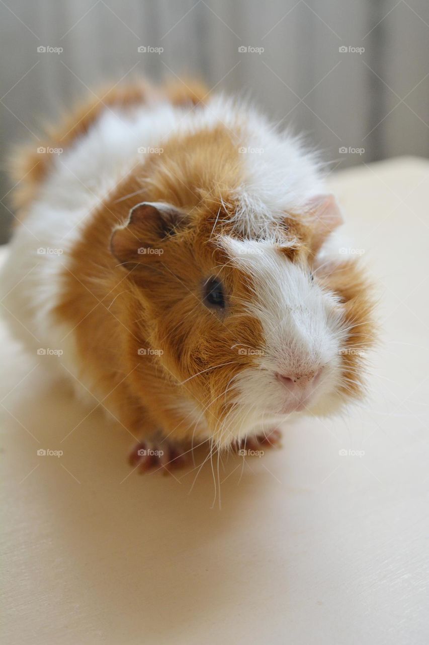 small funny Guinea pig beautiful portrait close up love pet