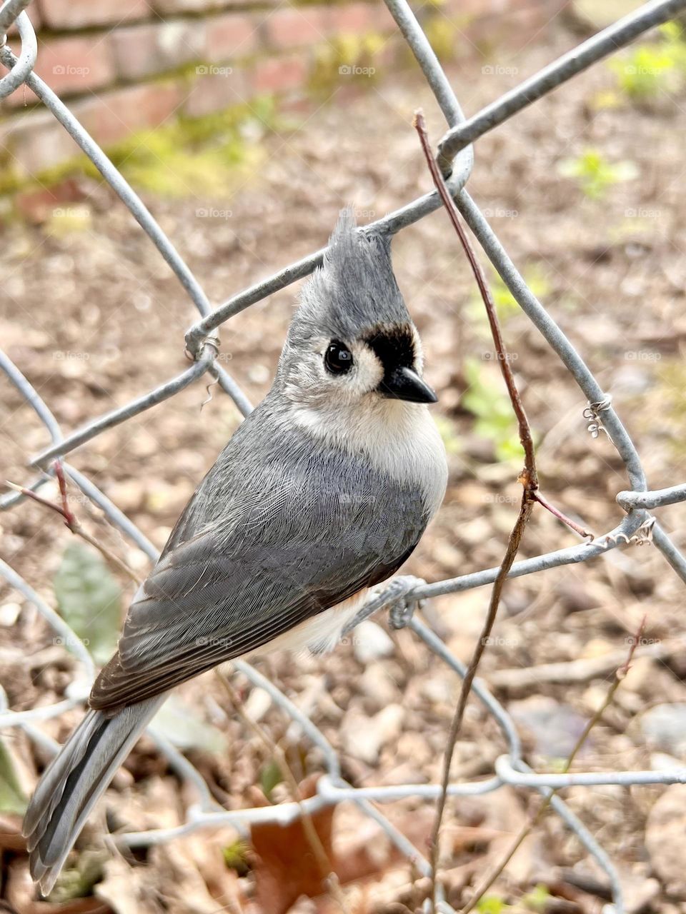 Closeup of tufted Titmouse perched on a metal chain link fence, looking back at the camera