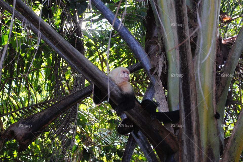 Capuchin Monkey
