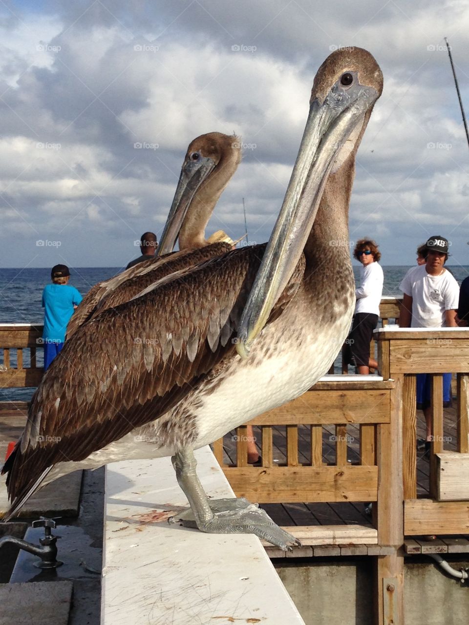 Pelican life . Walking on the pier. 