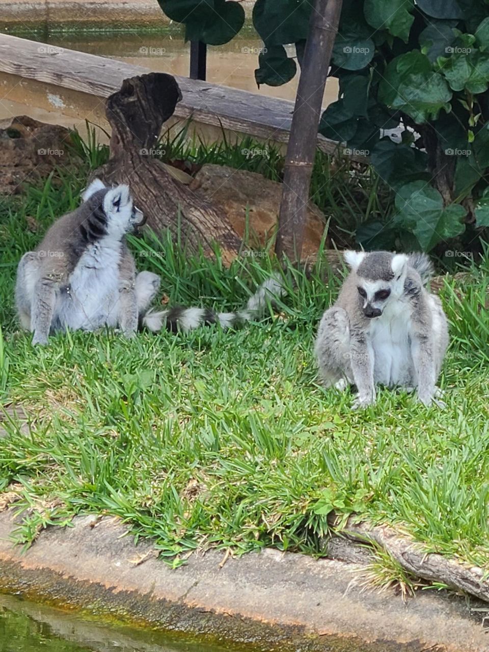 lemurs in the grass in hawaii at the zoo