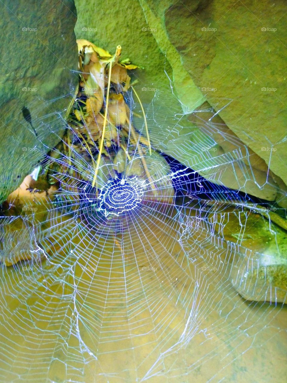 Naturally Amazing Spider net 🕸️🕷️
