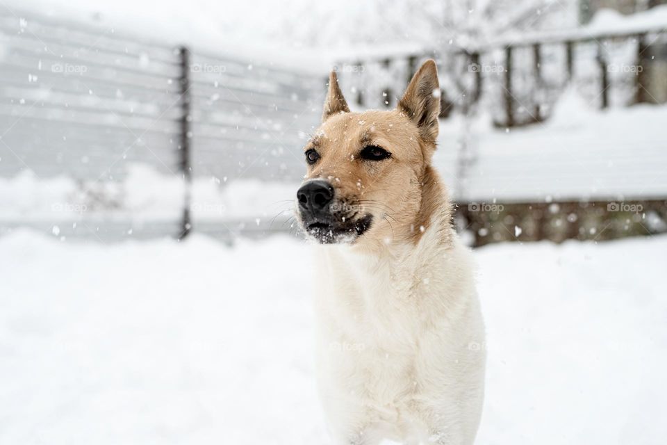 walking the dogs in winter