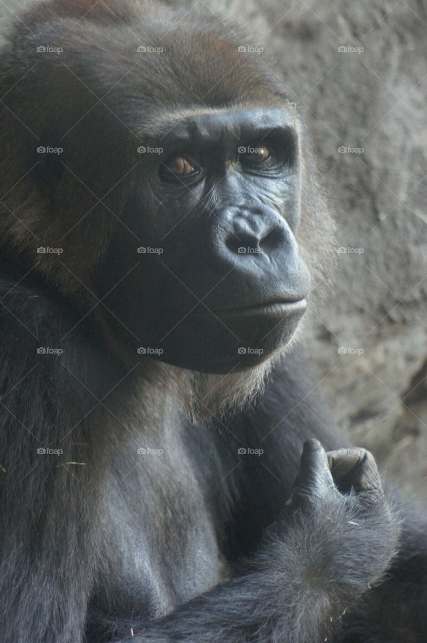 Female lowland gorilla looking at you