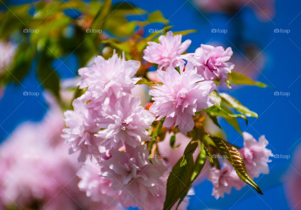 Macro shots!