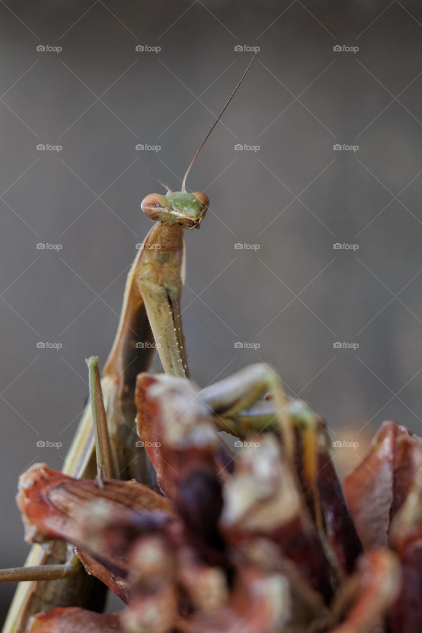 Mantis close-up