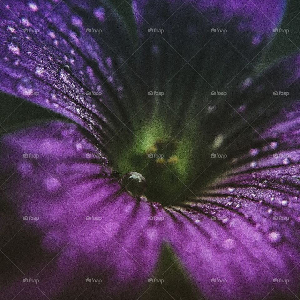 Purple flower with raindrops
