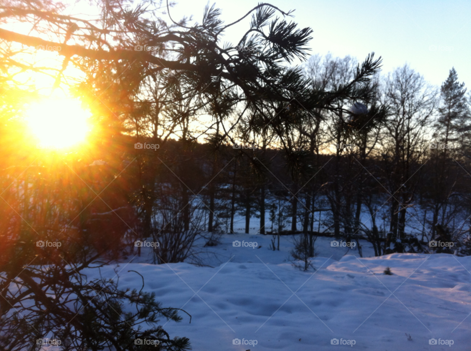 snow winter sunset trees by marit.anteskog