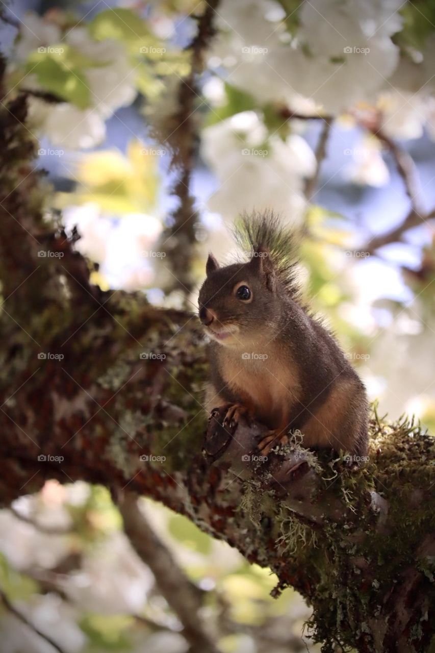 A young brown squirrel takes refuge under the canopy of a blooming cherry blossom tree in the early stages of Spring