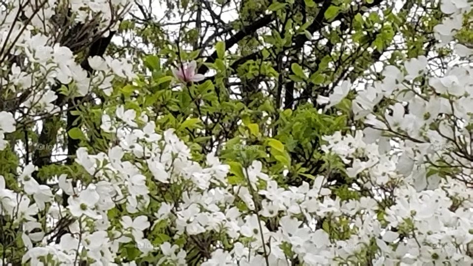 Looking through the blooming dogwood to 1 lingering magnolia bloom.