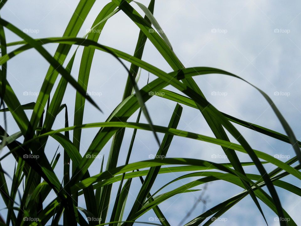 Close view of green grass