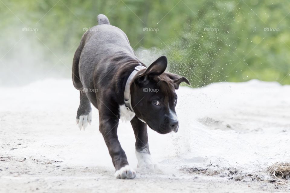 Happy puppy running in the sand - glad busig amstaff valp springer i sanden 