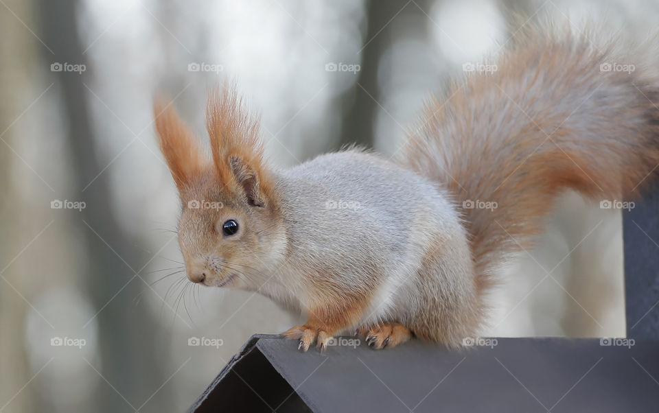 Beautiful squirrel