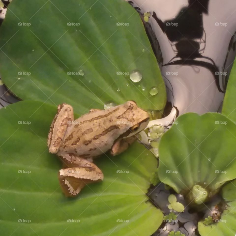 my friends in the garden pond