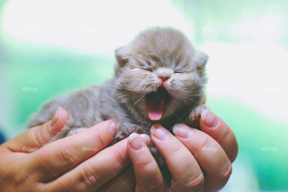 Woman holding small kitten on hand