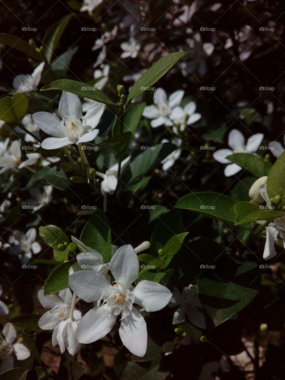 White Flowers