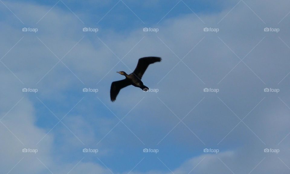 Cormorant flying in the blue sky