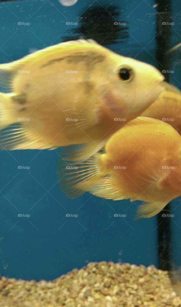 Underwater, Fish, Aquarium, Swimming, Goldfish