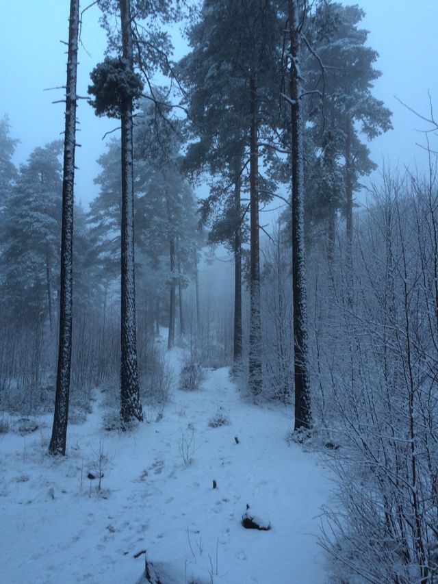Norwegian forest