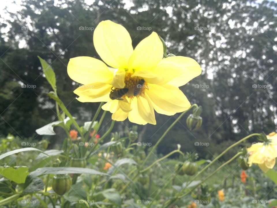 Bees collecting Honey from Flowers.  Nuwaraeliya Sri Lanka