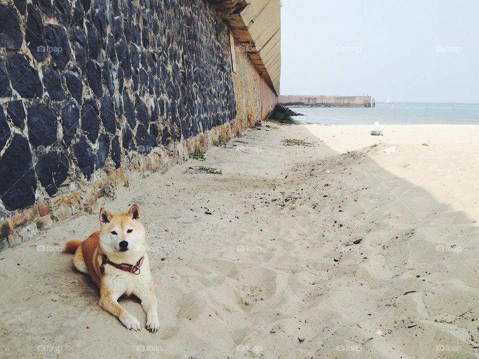 Pretty shiba on the beach