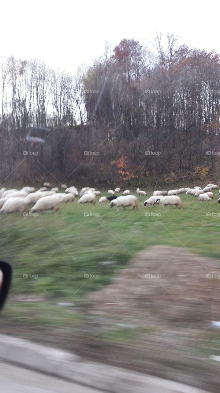 Sheeps