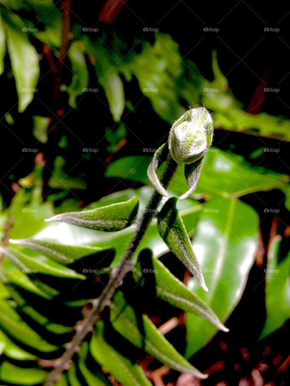 plant and shadow art