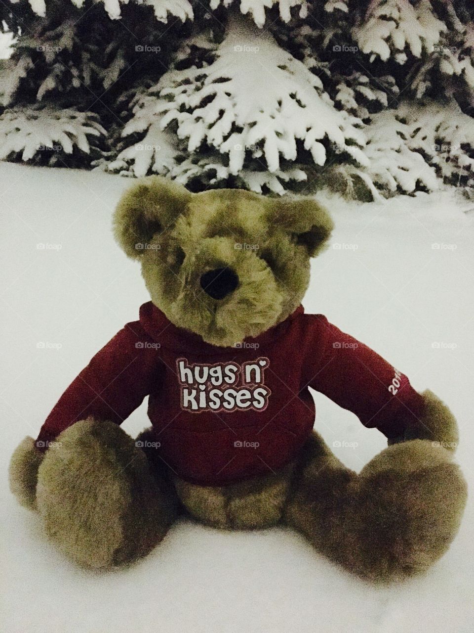 Pine tree / with teddy