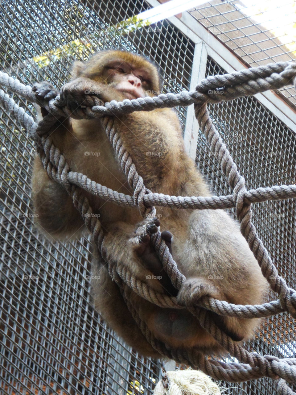Monkey perched in a zoo in Spain