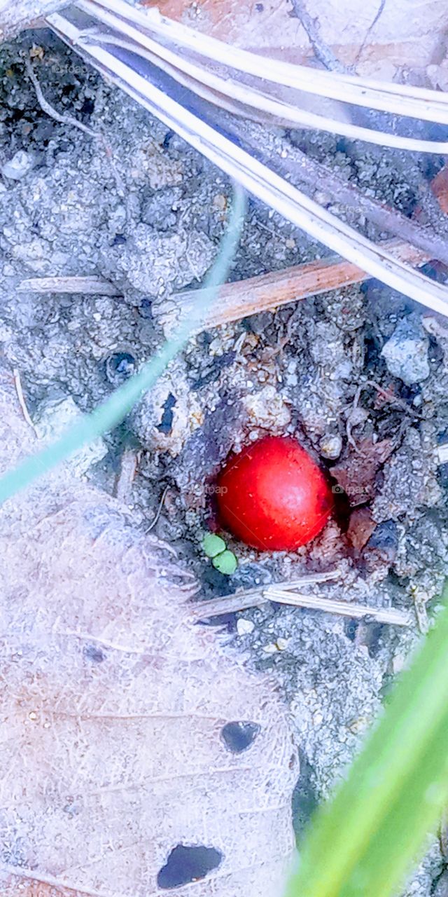 the red fruits from a plants  falling on the ground and it looks like a  a gems.