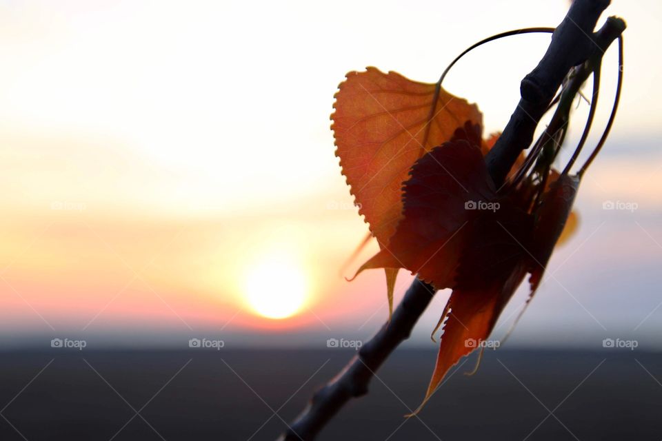 Leaves changing color as the sunsets in the background on the North Shores of Lake Erie, USA