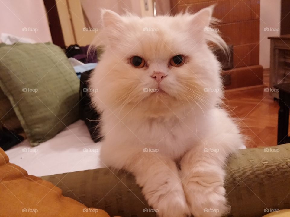 Adorable fluffy cat